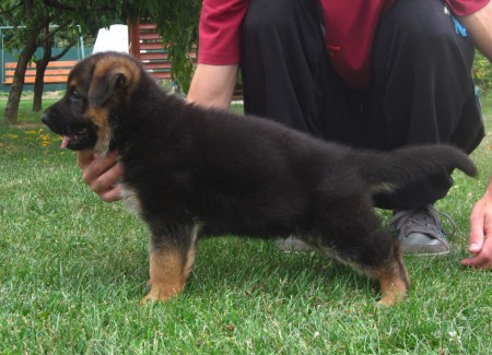 Brasso vom Haus Haribal